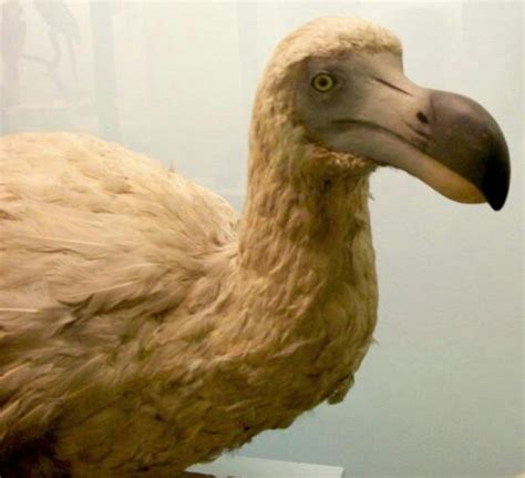 el dodo-4